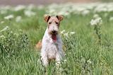 FOX TERRIER 299